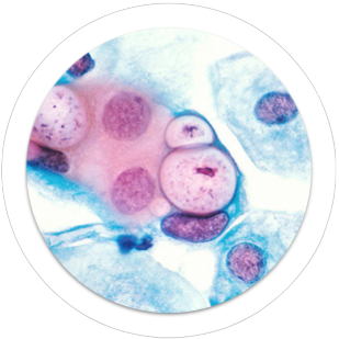 Histology