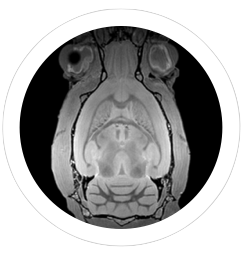 Advanced Imaging