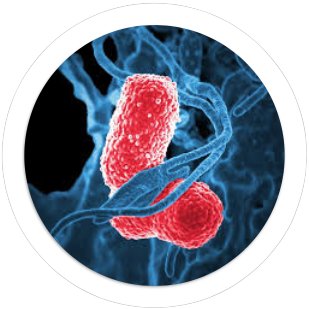 Cellular Biology