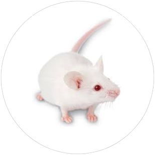 Animal Resources